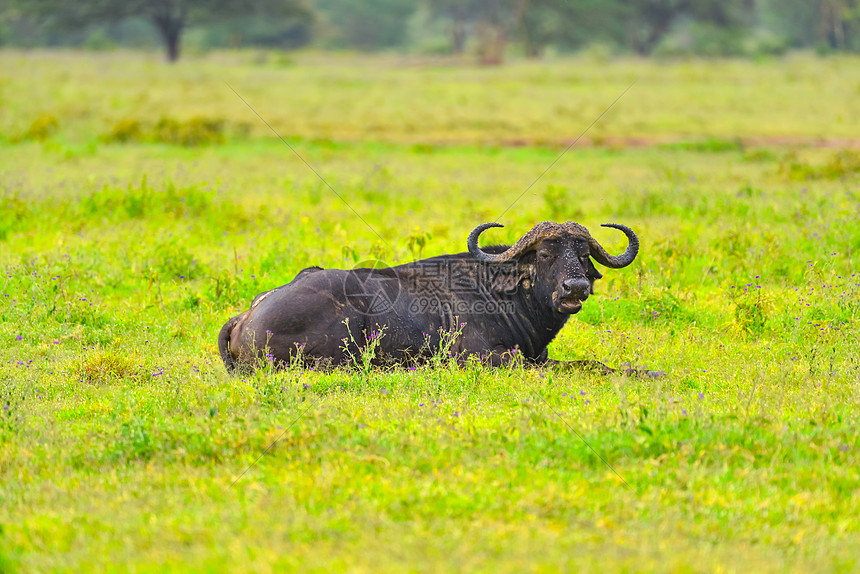 非洲野牛图片