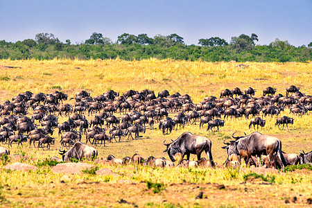 肯尼亚动物大迁徙迁徙中的角马群背景
