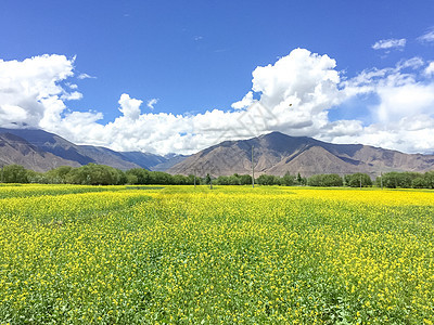 青藏高原油菜花背景图片