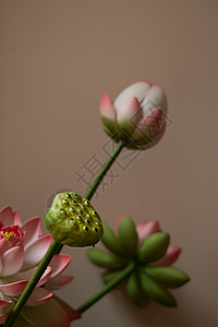 油画风格的仿真荷花图片