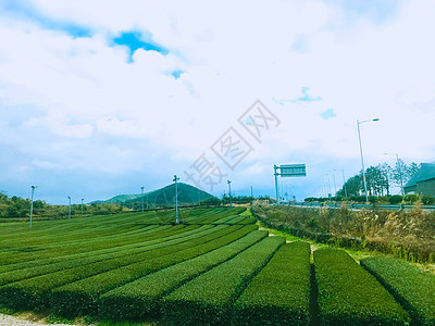 济州岛绿茶博物馆图片