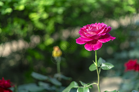 浓墨月季花玫瑰花背景