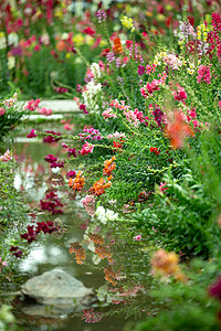 金鱼草花背景