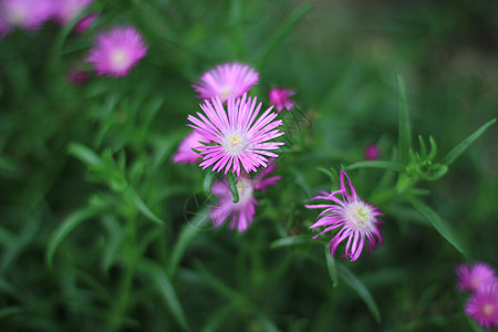 松叶菊 花卉松叶菊高清图片