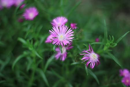 松叶菊 图片