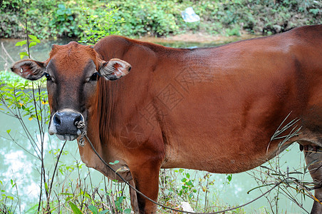 牛背景图片
