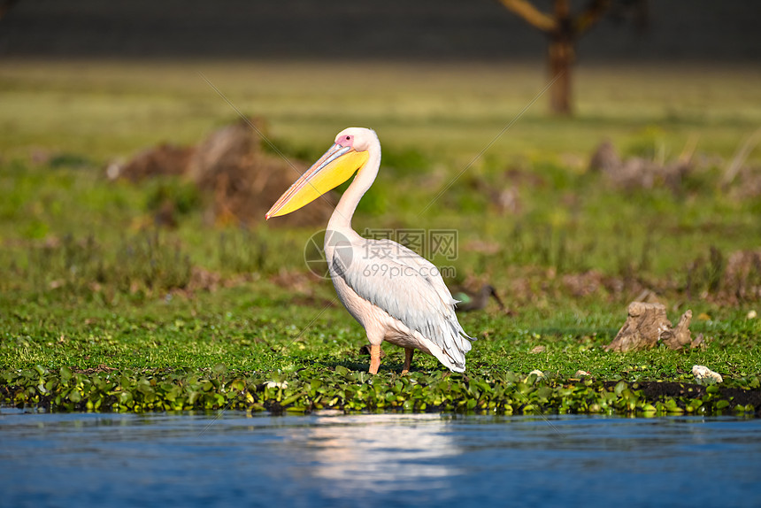 鹈鹕vs开拓者直播