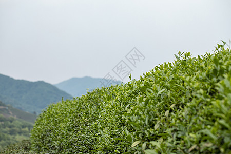 春茶促销茶园背景