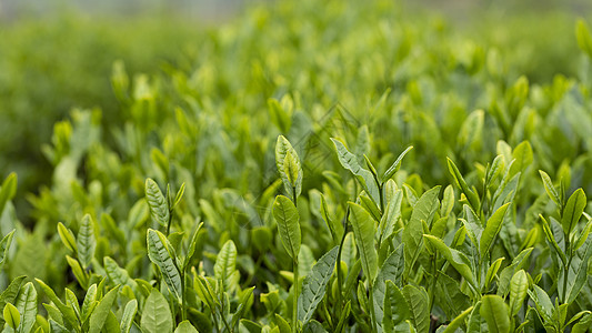 春季春茶茶叶背景