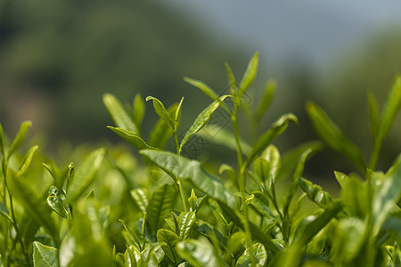 茶叶背景图片