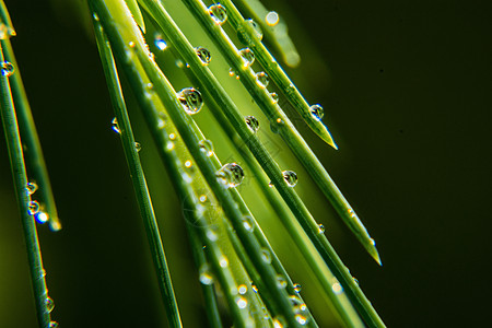 微景观水珠背景