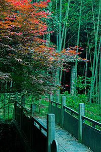 古风枫叶小桥旁的枫树背景