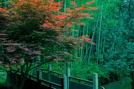 小桥旁边的枫树图片