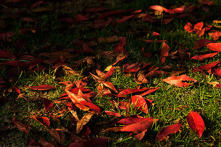 红色落叶平铺背景图片
