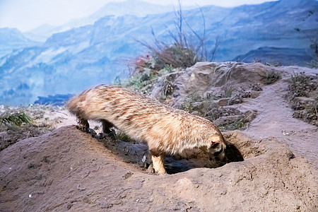 动物标本猫鼬背景图片