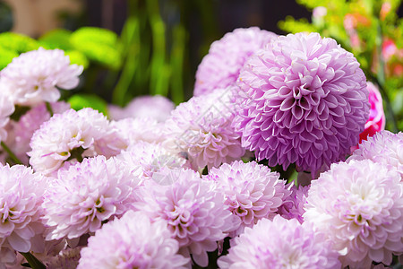 重阳节菊花乒乓菊背景