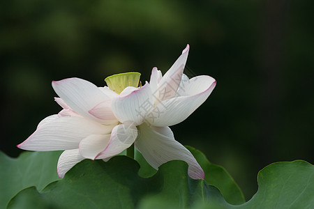 荷花背景图片