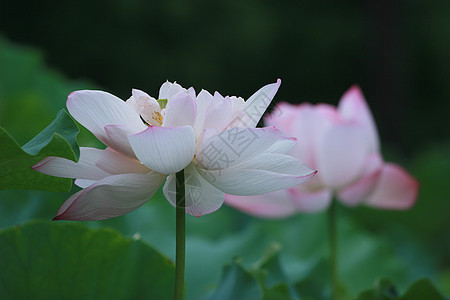 荷花背景图片