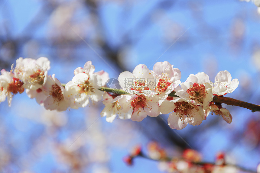 桃花图片