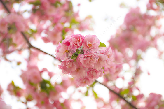 桃花图片