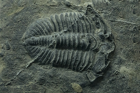 动物标本化石背景图片