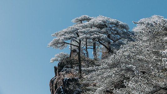 雪后黄山松树图片