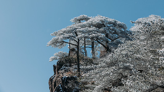 雪后黄山松树背景图片