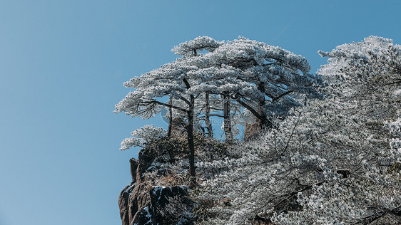 雪后黄山松树图片