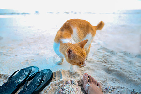 沙滩上的猫图片