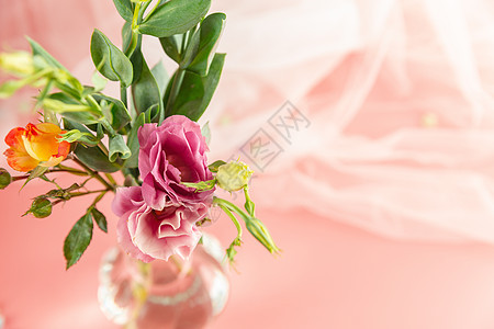 桔梗花照片 桔梗花背景 桔梗花摄影图片下载 摄图网 桔梗花照片 桔梗花背景 桔梗花摄影图片下载 摄图网