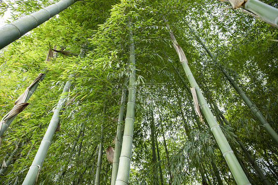 夏季竹林图片