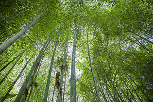 夏季竹林图片