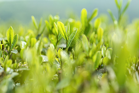 绿色卡通茶树花春天的嫩茶芽背景