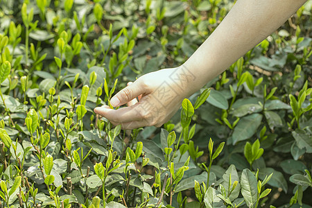 摘茶采茶图片