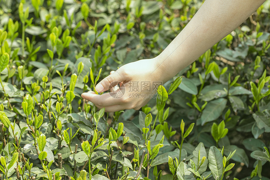 摘茶采茶图片