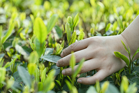 茶叶图片摘茶采茶背景