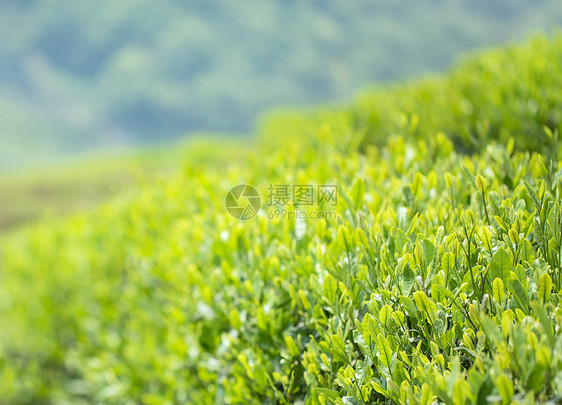 春天的嫩茶芽图片