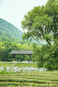 夏天山林凉亭高清图片