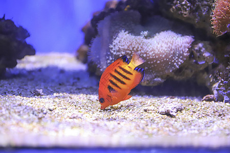 海洋生物小丑鱼吃沙砾的小鱼背景