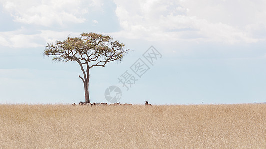 非洲风景肯尼亚马赛马拉大草原背景