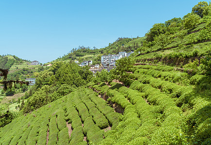 安徽歙县山坡上的茶田背景图片