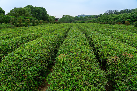 城郊的茶园图片