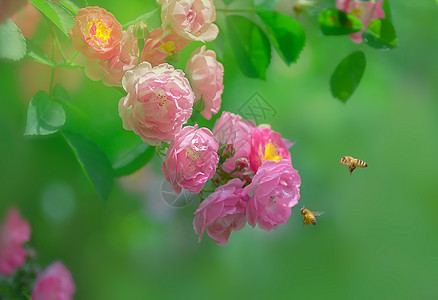 蔷薇花开花粉壁纸高清图片