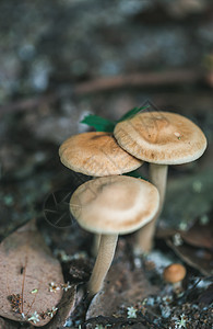 森林里的野蘑菇背景图片