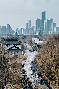 南京樱花大道背景图片