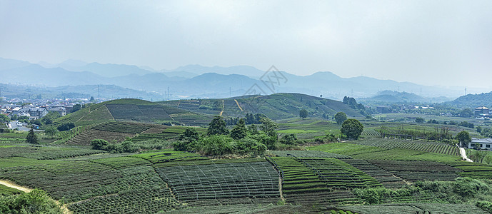 茶园勐海茶山高清图片