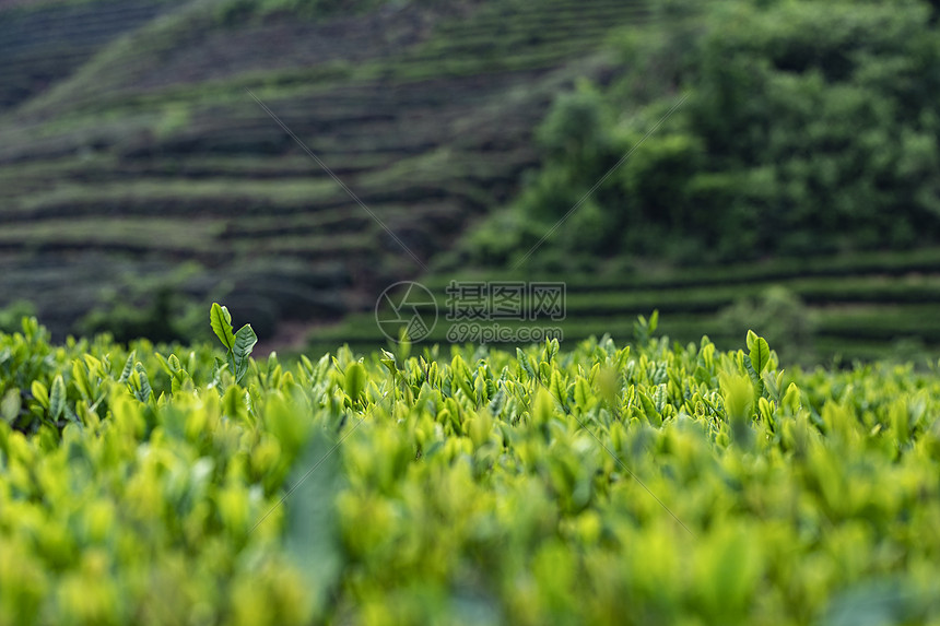 茶园图片