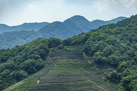 茶园图片