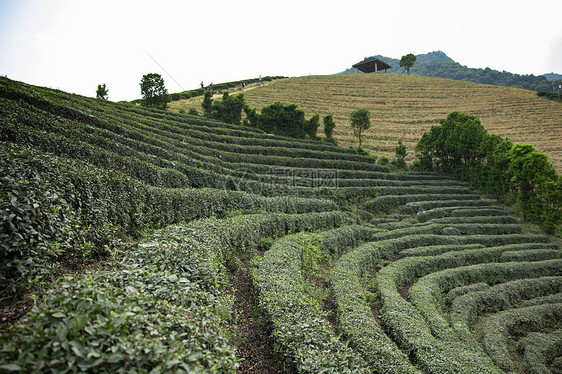 茶园图片