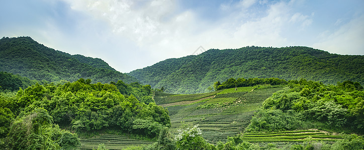 龙坞山庄茶园背景